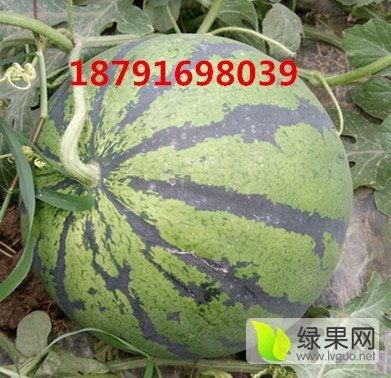 陕西大荔今日瓜价,瓜果飘香，价格波动一览”