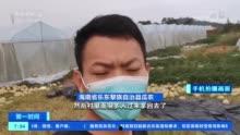 海南哈密瓜今日收购价格,行情稳中向好，果农收益可期