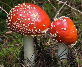 51cg热门今日吃瓜蘑菇,今日吃瓜蘑菇，揭秘娱乐圈幕后故事