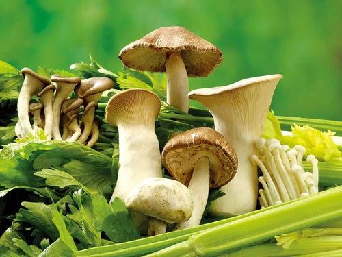 51cg热门今日吃瓜蘑菇,今日吃瓜蘑菇，揭秘娱乐圈幕后故事