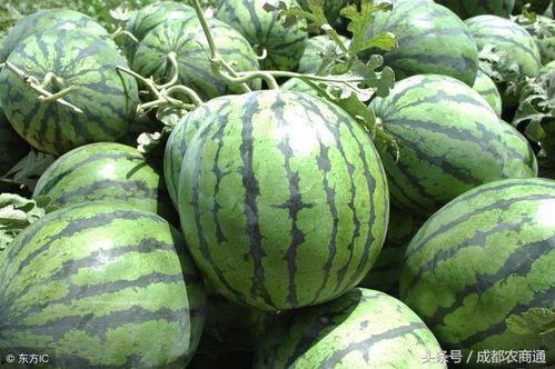 今日正阳麒麟瓜批发价格,品质瓜果，价格走俏