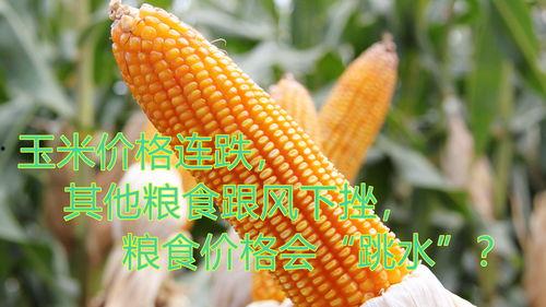铁瓜今日行情价格,今日价格波动解析”