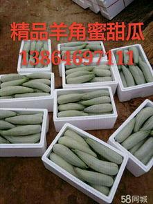 羊角蜜田瓜价格今日,今日羊角蜜田瓜价格行情分析