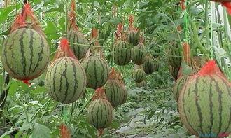 中州农场今日瓜价,今日瓜价行情一览