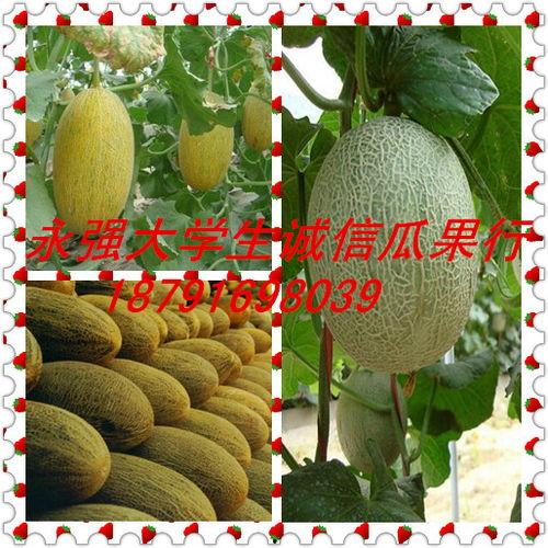 漳州今日哈密瓜批发价格,行情稳定，品质优良”