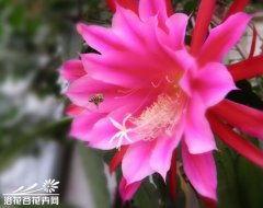 明星网红仙人掌图片,明星效应下的植物新宠