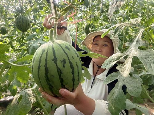 山东菏泽小吊瓜今日价格2024,今日价格行情一览”