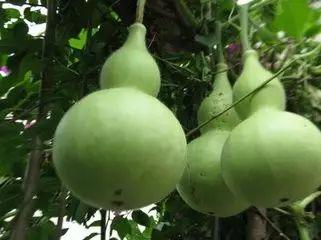 葫芦瓜今日价格,市场行情一览”