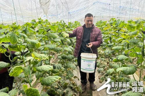 运城乳瓜今日价格,市场行情一览”