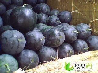 今日滨州无籽瓜价格,市场行情持续升温