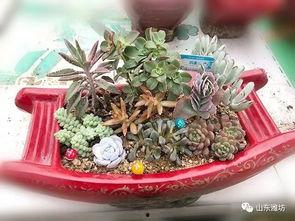 多肉大白兔今日吃瓜网,揭秘今日吃瓜网热门话题背后的真相