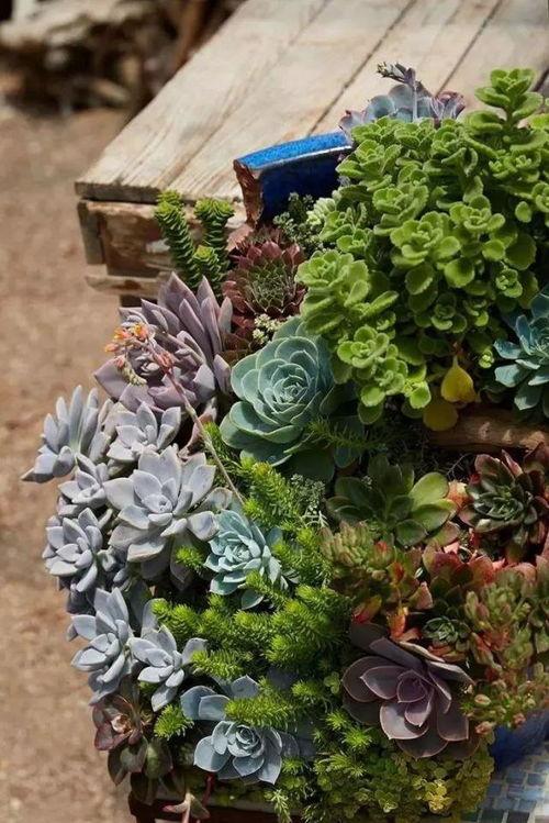 多肉大白兔今日吃瓜网,揭秘今日吃瓜网热门话题背后的真相