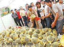 广西今日结瓜收购价,行情波动，农民收益如何？”