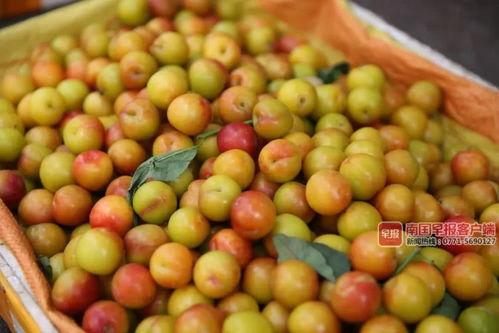 广西南宁今日瓜价,今日瓜价一览，新鲜上市！”