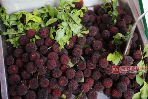 广西南宁今日瓜价,今日瓜价一览，新鲜上市！”