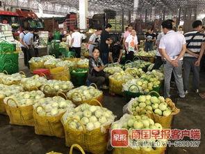 广西南宁今日瓜价,今日瓜价一览，新鲜上市！”