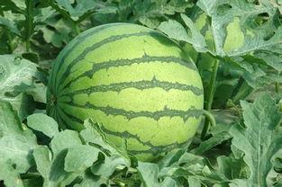 山东今日茭瓜价格表,今日行情一览