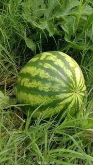 假偶天成今日瓜多,今日瓜多，娱乐圈风云再起