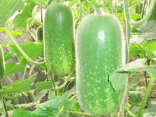 51吃瓜今日大瓜往期视频,揭秘往期热门大瓜，带你领略娱乐圈风云变幻