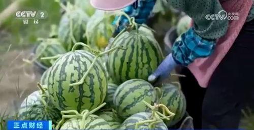 51吃瓜今日大瓜往期视频,揭秘往期热门大瓜，带你领略娱乐圈风云变幻