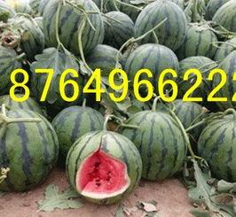 张家口今日瓜价,新鲜上市，价格亲民