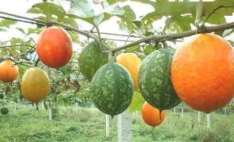 山东今日吊瓜价格表,市场行情一览