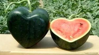 狗仔今日爆瓜图片大全,今日爆瓜图片大全大汇总