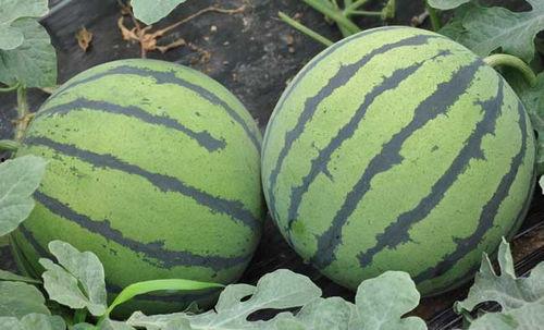 广东今日茄瓜批发价格表,今日行情一览