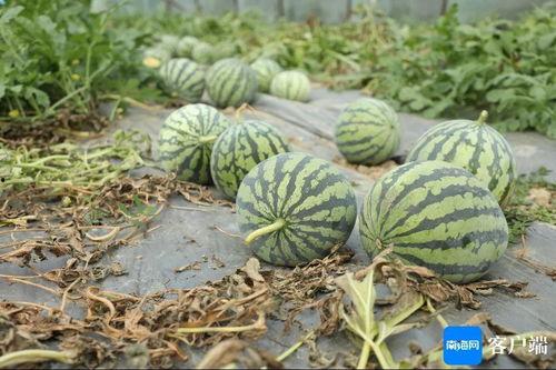 今日份瓜供应,揭秘娱乐圈最新热点事件