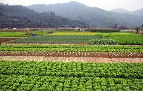 徐闻县今日瓜菜批发价格,新鲜直供，行情速递