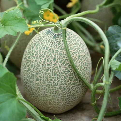 哈密瓜今日价格表,新鲜上市，品质保证