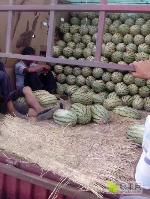 麒麟瓜种子价格最新行情今日,市场波动下的投资风向标”