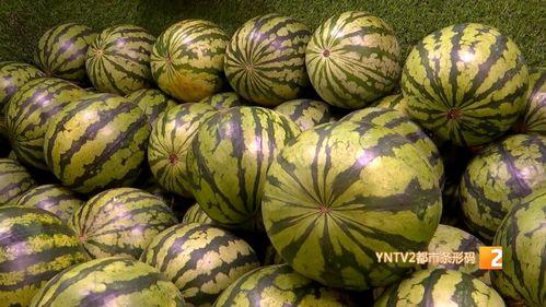 麒麟瓜种子价格最新行情今日,市场波动下的投资风向标”