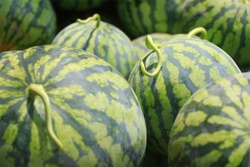 2022年小瓜今日价格,市场波动下的今日行情