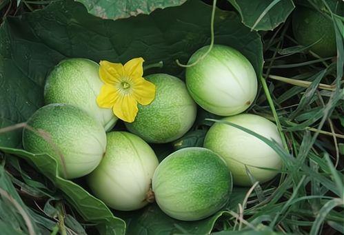 2022年小瓜今日价格,市场波动下的今日行情