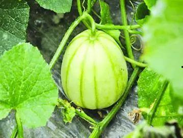 连云港今日鲜瓜价格行情,品种丰富，价格亲民，市民抢购热潮”