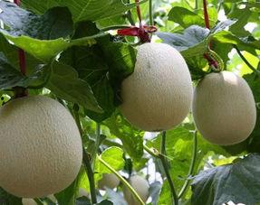 烟台网纹瓜今日价格,新鲜上市，品质优价实惠