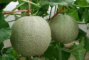 烟台网纹瓜今日价格,新鲜上市，品质优价实惠