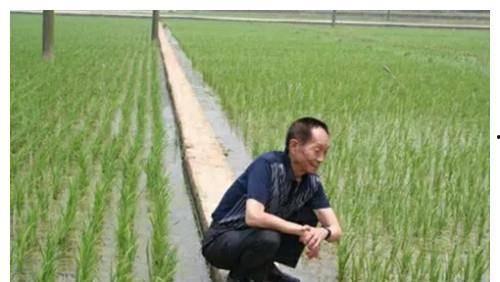 袁隆平明星网红是谁,从田间劳模到明星网红的传奇人生