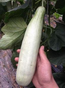 今日吃瓜每天更新网红,今日吃瓜,揭秘网红圈最新动态