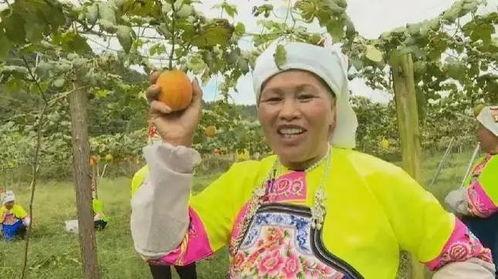 今日大沙河吊瓜行情