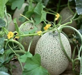 今日全国哈密瓜行情,丰收季里的价格波动与市场动态