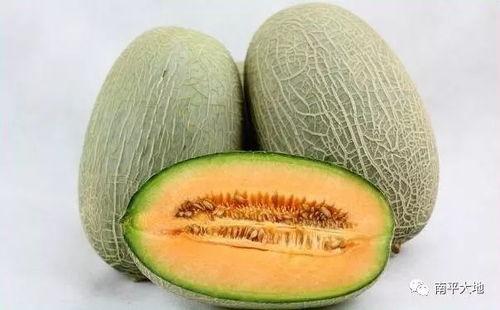 今日热搜哈密瓜,探寻哈密瓜的瓜香世界