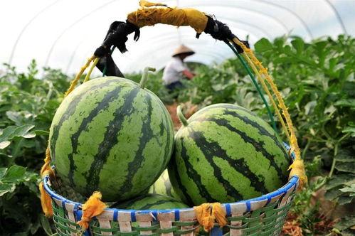 今日有什么瓜吃,揭秘娱乐圈最新八卦，精彩纷呈等你来吃瓜