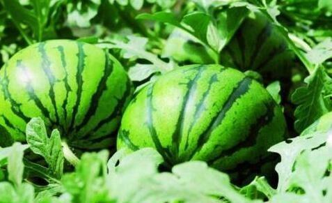 今日昌乐瓜王新闻,瓜王诞生，昌乐瓜产业再掀高潮