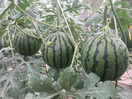 今日昌乐瓜王新闻,瓜王诞生，昌乐瓜产业再掀高潮