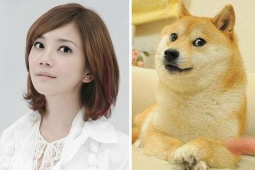 明星网红动物图片高清,高清图鉴中的明星魅力