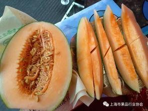 今日水果推荐蜜瓜,今日水果推荐——蜜瓜盛宴