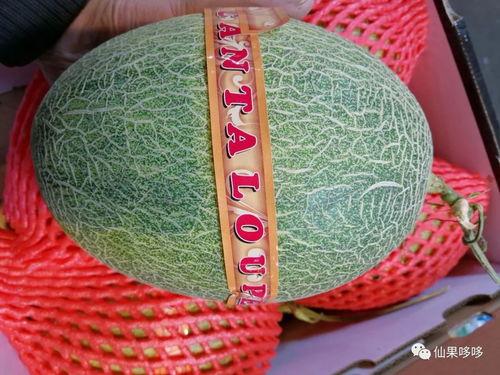 今日水果推荐蜜瓜,今日水果推荐——蜜瓜盛宴
