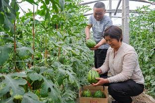 漯河吊瓜今日价格,市场行情实时解析
